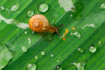 Small orange snail with translucent shell crawling across wet green leaf with water droplets, delicate texture and natural morning mood © CoreRock