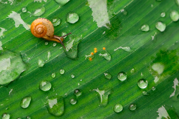 Small orange snail on wet green leaf with water droplet cluster, morning nature closeup showing texture and delicate moisture © CoreRock