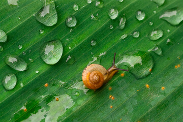 Obraz premium Small brown snail crawling on green leaf with water droplets and tiny orange pollen specks, close up macro showing texture and delicate movement