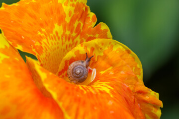 Obraz premium Small brown snail on orange canna lily petal with water droplet, close up macro nature scene showing spiral shell texture and wet vibrant floral detail