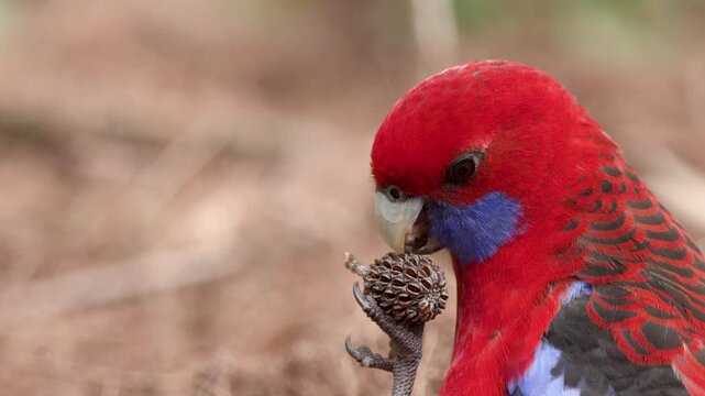 Crimson Rosella Parrot Eating Seeds in Blue Mountains National Park