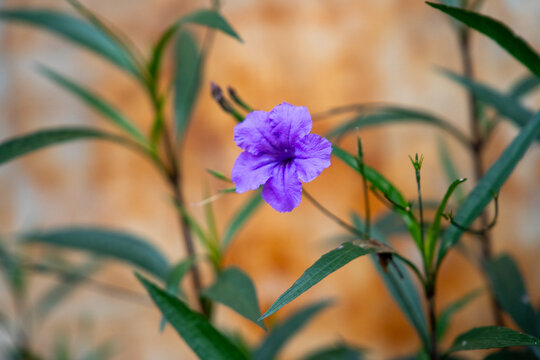 Single purple ruellia flower blooming against warm textured background