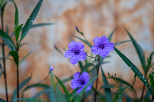 Single purple ruellia flower blooming against warm textured background