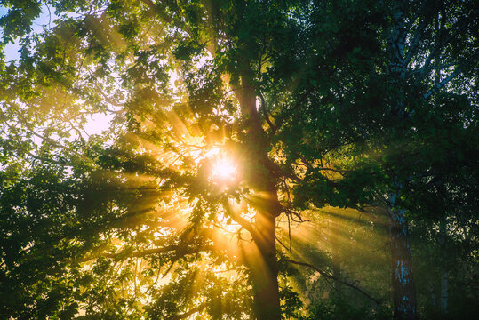 The rays of the sun break through the foliage of the trees
