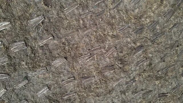 Top-down view of eucalyptus plantation showing harvested areas with neatly arranged timber piles, forestry operation and land management visible from above.
