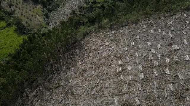 Drone footage flying over harvested eucalyptus area with cut trunks laid out in parallel stacks, access roads and machinery paths clearly visible.