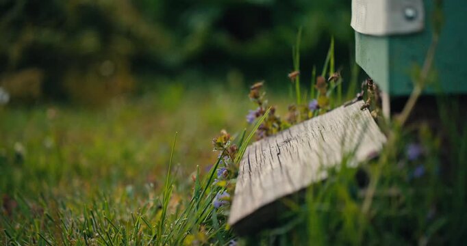 Wide Close Up of honey bees flying around a wooden beehive entrance with green grass and wildflowers. Natural sunlight captures active pollinator behaviour in a peaceful apiary.