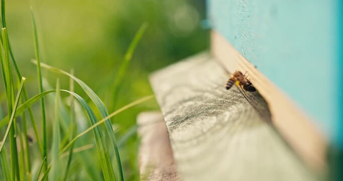 Close Up of a honey bee at the entrance of a wooden beehive beside green grass. Shallow depth of field and natural light capture pollinator activity in an apiary.