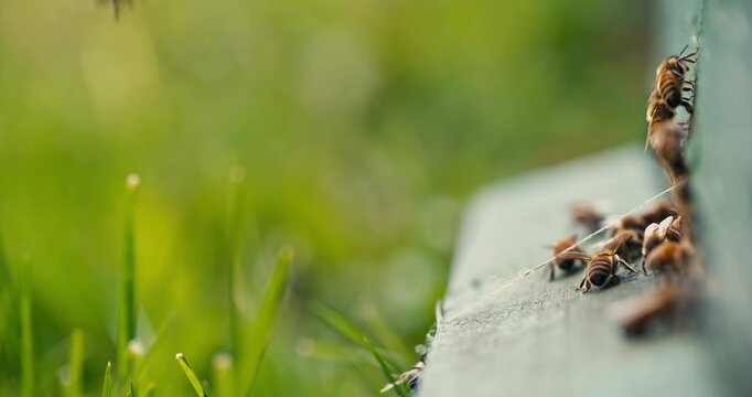 Close Up of honey bees entering and leaving a beehive entrance. Shallow depth of field, soft natural light, and detailed insect activity capture a busy pollinator colony.
