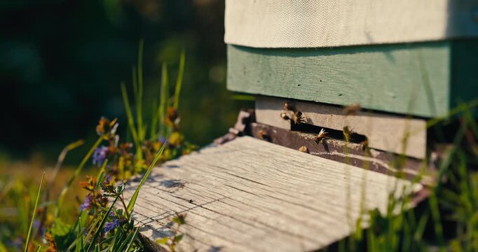 Wide Close Up of honey bees flying around the entrance of a wooden beehive. Natural sunlight captures active pollinator behaviour in a peaceful apiary setting.