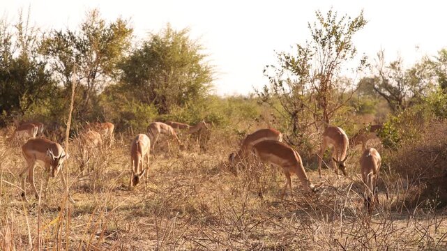 Impala, Zambezi National Park, Zimbabwe, Africa