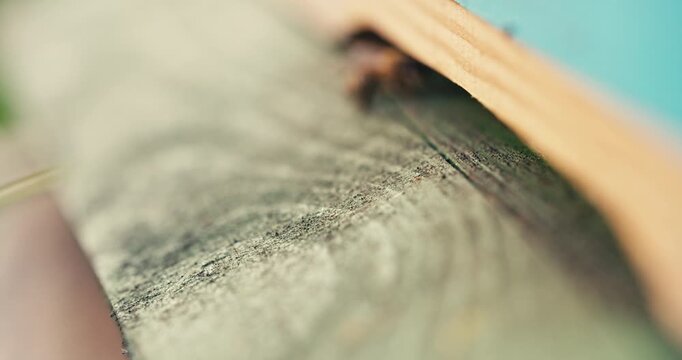 Close Up of a honey bee walking across a wooden beehive surface. Shallow depth of field and natural light highlight detailed insect behaviour in an apiary setting.