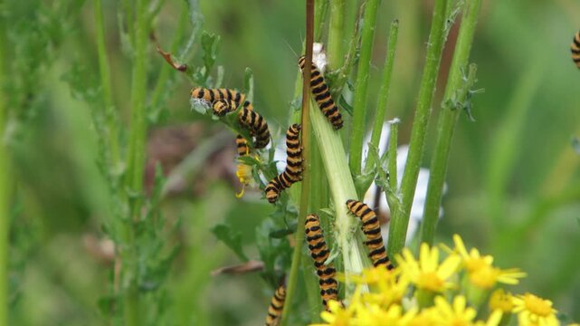 Cinnabar Moth caterpillars, Tyria jacobaeae, on a Ragwort , Senecio jacobaea. Summer. UK