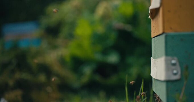 Close Up of honey bees flying around a colorful wooden beehive in warm natural sunlight. Green background and shallow depth of field capture active pollinator behaviour in a peaceful apiary.