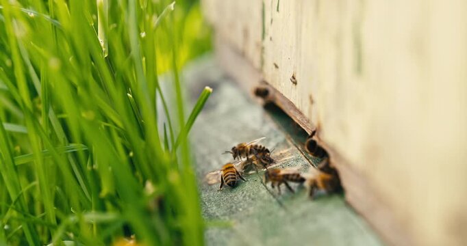 Close Up of honey bees flying around a beehive entrance beside green grass. Shallow depth of field and natural light capture busy pollinator activity at the hive.