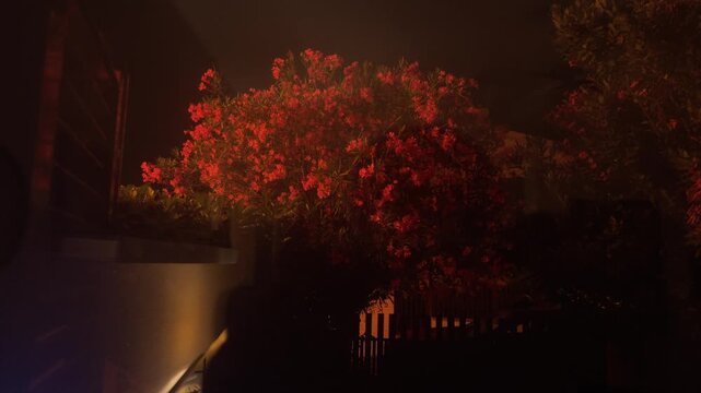 Vibrant red oleander bush with lush flowers and leaves gently swaying in the wind on a dark, quiet night, illuminated by warm streetlights
