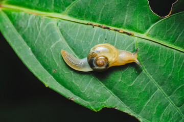 Snail slowly crawling on green leaf surface © Pawich Sattalerd