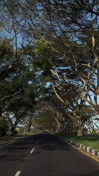 A scenic view of a tree-lined road under a clear blue sky. The road is empty, surrounded by lush greenery and tall trees with sparse leaves.