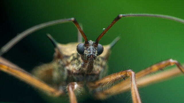 Insect face macro with compound eyes and antennae