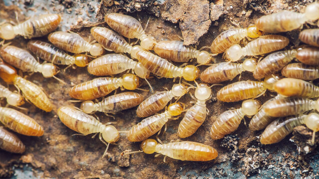 Termites infesting wood causing structural damage