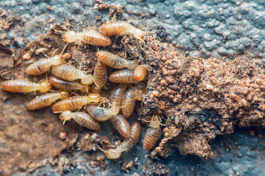 Termites infesting wooden wall, causing destruction