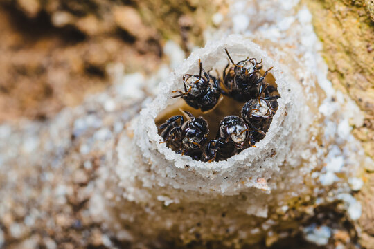 Stingless bees occupying their distinctive white nest entrance
