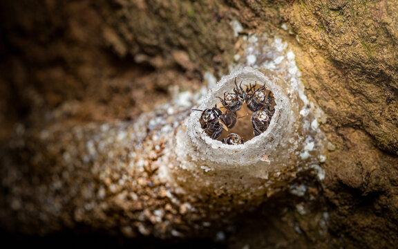 Stingless bees guarding nest entrance on tree bark