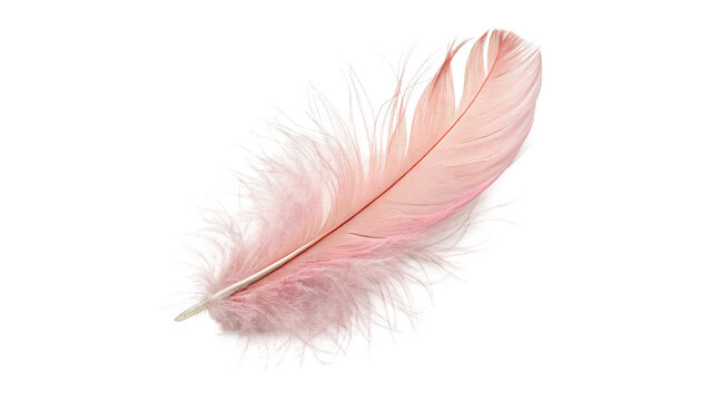 Fluffy delicate light pink bird feather with soft shadow isolated on transparent background