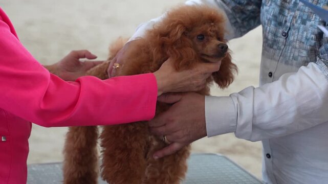 A red-colored poodle dog at a dog show, with its conformation being examined by a judge-expert.