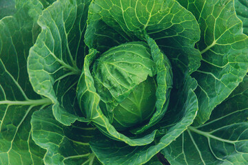 Fototapeta premium Cabbage growing in the garden. Selective focus.