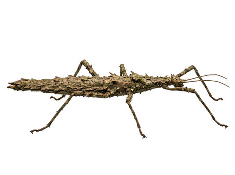 Close-up of a detailed stick insect on a transparent isolated background.