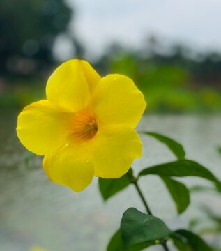 Yellow allamanda flower blooming close up near water