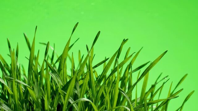 Fresh Green Grass Blowing In Wind Close Up Shot On Green Screen Chroma Key