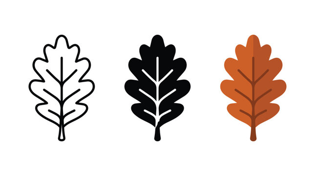 Set of three oak leaf icons in line art solid black and flat color style Vector