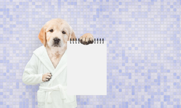Cute Golden retriever puppy wearing bathrobe showing blank notepad in it paws at bathroom. Empty space for text