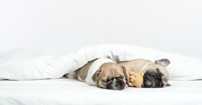 Two French Bulldog puppies sleep on a bed under white blanket at home with toy bear. Empty space for text