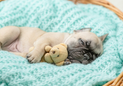 Cozy French bulldog puppy sleeps inside basket with toy bear