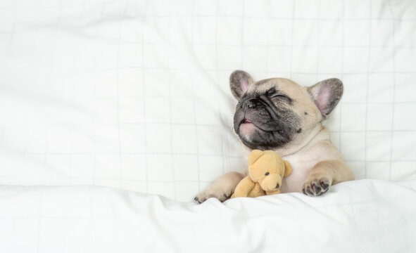 Cozy French bulldog puppy sleeps with toy bear under warm blanket on a bed at home. Top down view. Empty space for text