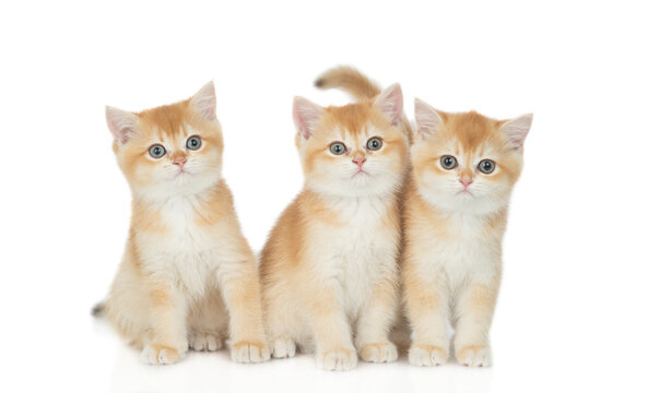 Group of golden chinchilla kittens sitting in front view togeth and looking at camera. isolated on white background