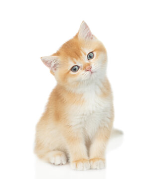 Curious golden chinchilla kitten sits in front view and looks at camera tilting it head. isolated on white background