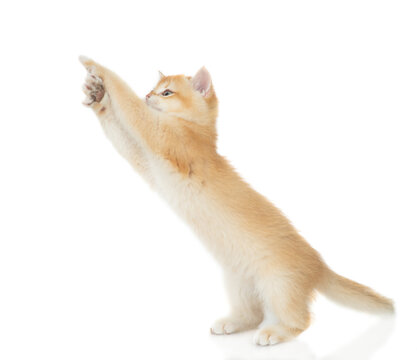 Playful active young golden chinchilla cat standing on hind legs and looking away on empty space. Isolated on white background