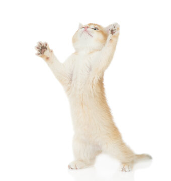 Playful young golden chinchilla cat standing on hind legs and looking up on empty space. Isolated on white background