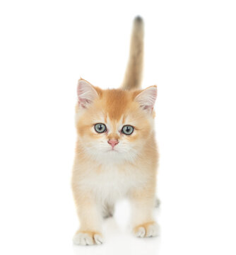 A golden chinchilla kitten stands in front view and looks at camera. isolated on white background