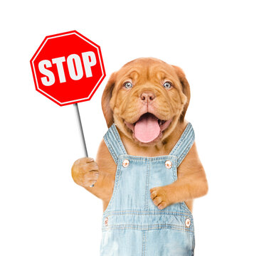 Happy Mastiff puppy wearing denim overalls showing stop sign. Isolated on white background. Safety concept