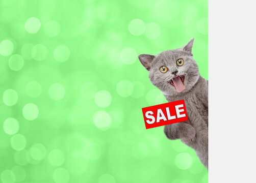 Kitten holds sales symbol behind empty white banner. Empty space for text. Isolated on white background