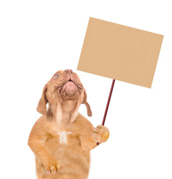 Funny Mastiff puppy holds blank placard and looks up on empty space. Eco concept. Isolated on white background