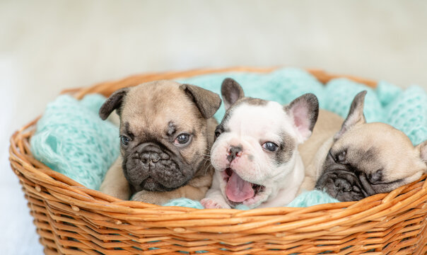 Three tiny French bulldog puppies lying together inside basket on warm plaid