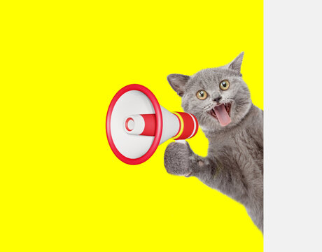 Surpised cat screams into megaphone and looks from behind empty white banner. isolated on yellow background