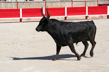 Profil d un taureau de Camargue © helenedevun