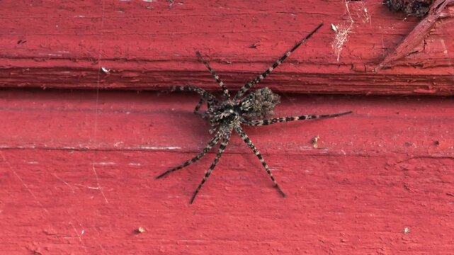 Acantholycosa lignaria wolf spider on a red painted wooden wall, macro nature detail, rustic texture, caution concept, curiosity.